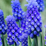 Muscari - Grape Hyacinth - Dark Eyes