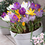 Crocus - Large Flowering - Blend For Containers