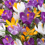 Tulips & Crocus - Karma Cottage Garden Blend