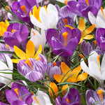 Tulip, Daffodil, Muscari & Crocus - Spring Time Favorites - Bulb Collection