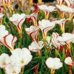 Oxalis - Versicolor