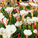 Oxalis - Versicolor