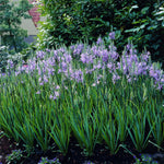 Camassia - Quamash