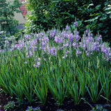 Camassia - Quamash