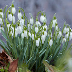 Color Your Garden White - Tulip, Daffodil, Snowdrop - Collection