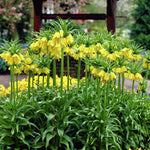 Deer, Rodent and Squirrel Resistant Bulb Yellow Garden