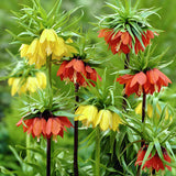 Fritillaria - Blend