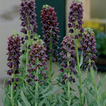 Fritillaria - Persica