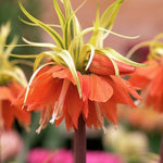 Fritillaria - Aureomarginata