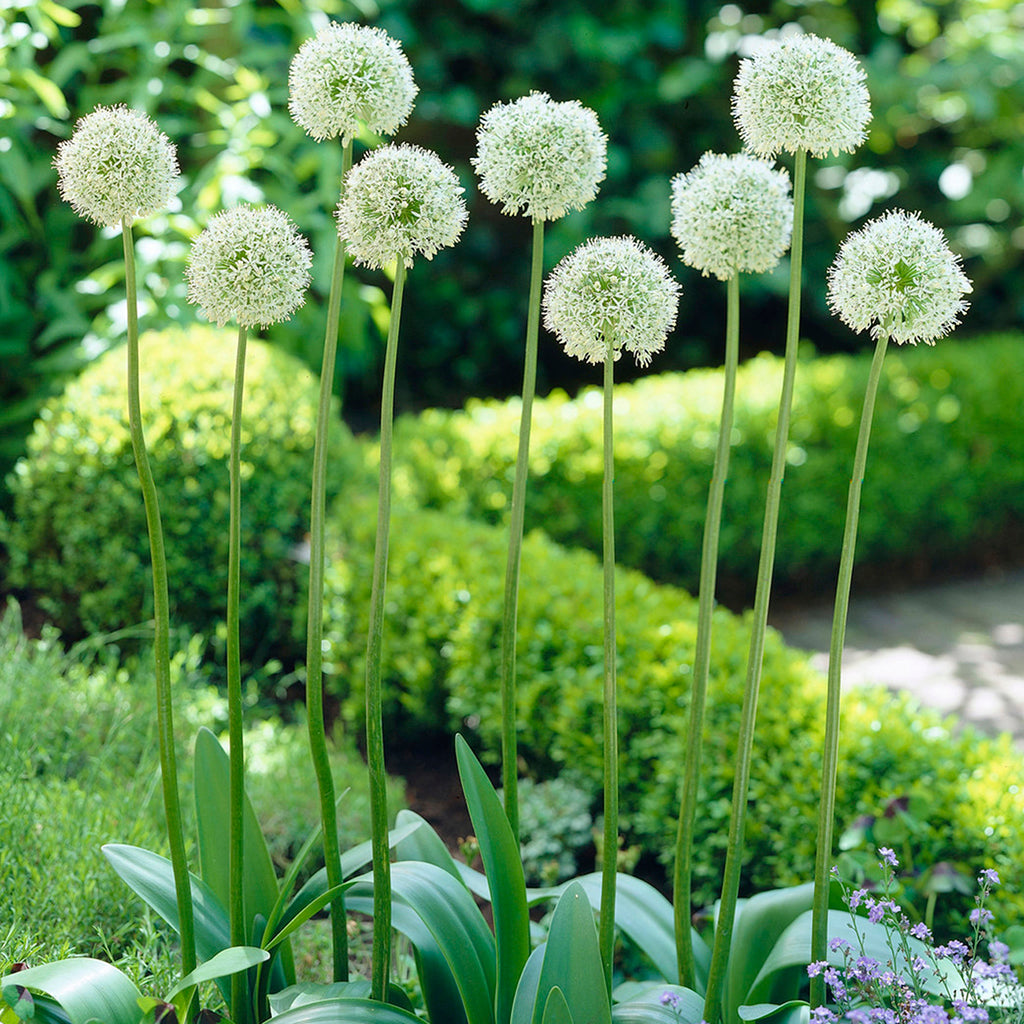 Allium Mount Everest allium-mount-everest