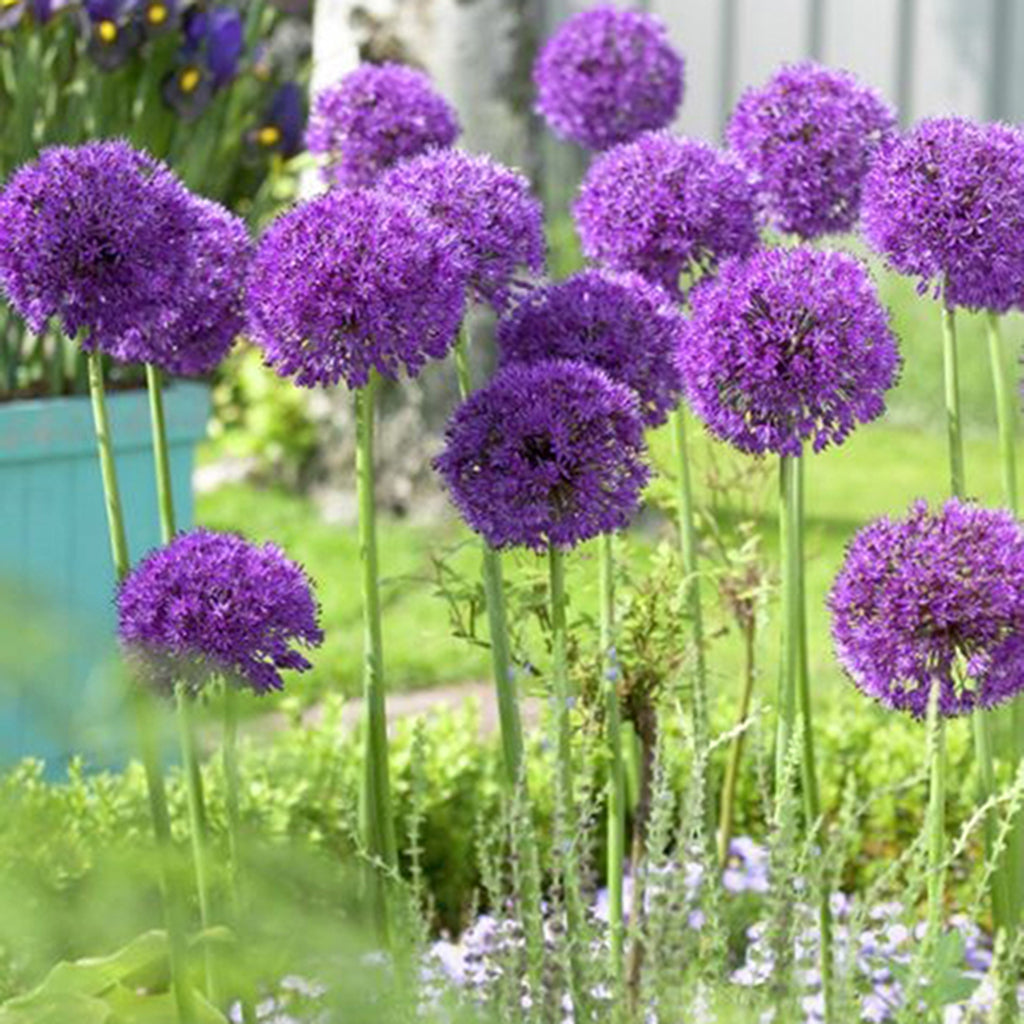 allium ☆ Allium - Purple Sensation – Plantcetera