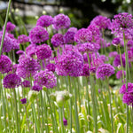 Allium - Purple Sensation - Super-Sized Bulbs
