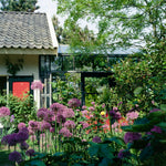 Allium - Purple Sensation - Super-Sized Bulbs