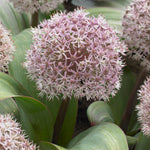 Allium - Karataviense
