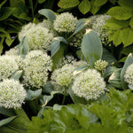 Allium - Karataviense - Ivory Queen