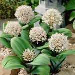 Allium - Karataviense - Ivory Queen