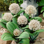 Allium - Karataviense - Ivory Queen