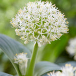 Allium - Karataviense - Ivory Queen