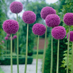 Allium - Giganteum