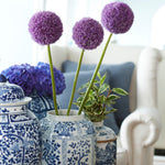 Allium - Giganteum