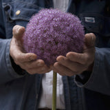 Allium - Giganteum