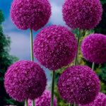 Allium - Giganteum
