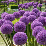 Allium - Globemaster