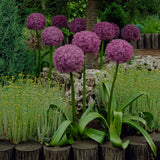 Allium - Globemaster