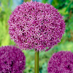 Allium - Globemaster