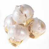 Allium - Sphaerocephalon
