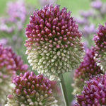 Allium - Sphaerocephalon
