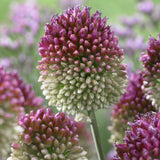 Allium - Sphaerocephalon