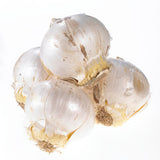Allium - Schubertii