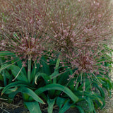 Allium - Schubertii