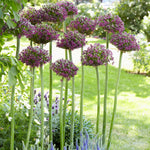 Allium - Magic