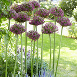 Allium - Magic