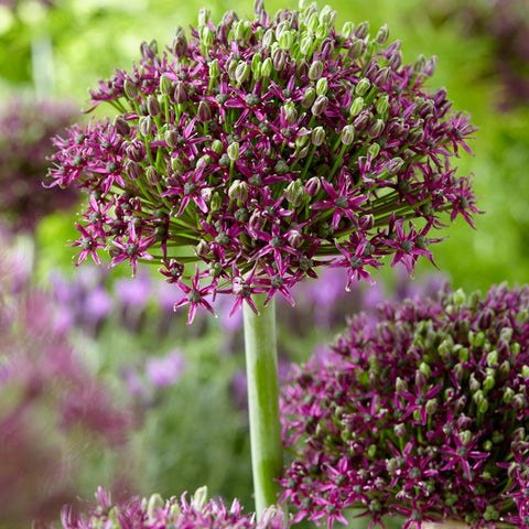 Allium - Magic