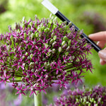 Allium - Magic