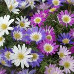 Anemone  - Blanda - Windflowers - Mix