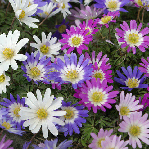 Anemone  - Blanda - Windflowers - Mix