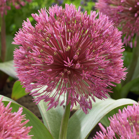 Allium - Nevskianum