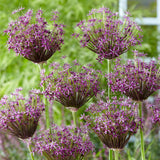 Allium - Miami