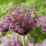 Allium - Miami
