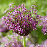 Allium - Miami