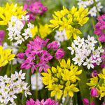 Allium Collection
