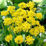 Allium Collection