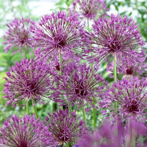 Allium - Purple Rain