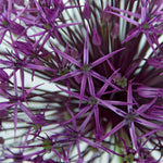 Allium - Purple Rain