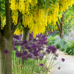 Allium - Purple Rain