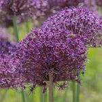 Allium - Firmament